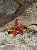 VINTAGE RED GLASS ENAMEL GOLD TONE NAUTICAL STARFISH BROOCH PIN